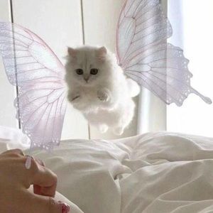 Meet your Posher, Ashlyn